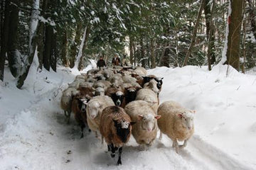 Woolworks Curriculum Guide Grades 3-8 Lesson 1: History Of Sheep