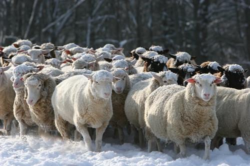 Woolworks Curriculum Guide Grades 3-8 Lesson 2: Science of Wool